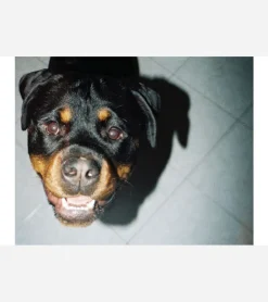 Lomography Appareil photo avec flash Lomomatic 110 -