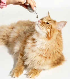 BULLBOAT Balle interactive pour chats