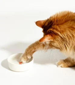 suck uk Gamelle leurre poisson pour chats