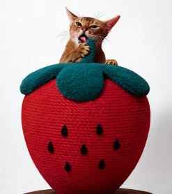Vetreska Griffoir fraise pour chats