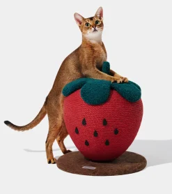 Vetreska Griffoir fraise pour chats