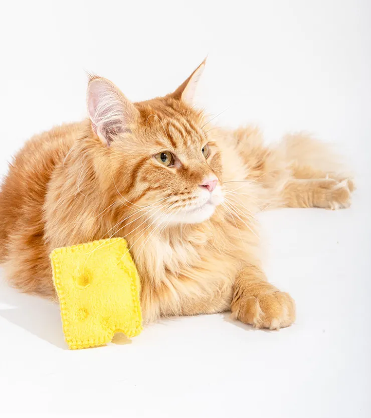Ware of the dog Jouet gourmand pour chats