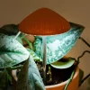 Kikkerland Lumière de culture en forme de champignon