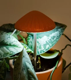 Kikkerland Lumière de culture en forme de champignon