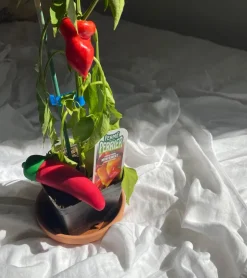 Emojibator Émojibateur piment