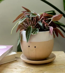 MAGS Pot à plante qui pleure (de joie)