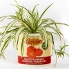 Ban.do Pot à plantes sauce tomate