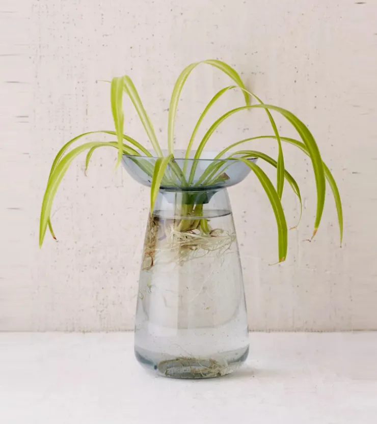 Kinto Vase à hydroculture