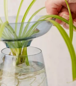 Kinto Vase à hydroculture